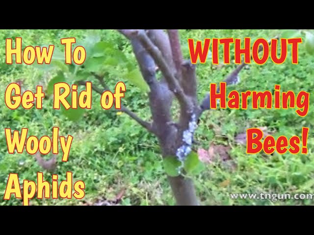 Woolly Aphids In Fruit Trees Dave S Homestead Shepherd School