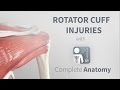 Rotator Cuff Injuries | Complete Anatomy