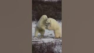 Polar Bear Fighting #shorts  - Like & Subscribe 🙏