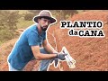 Plantio da Cana-de-açúcar | PASSO A PASSO