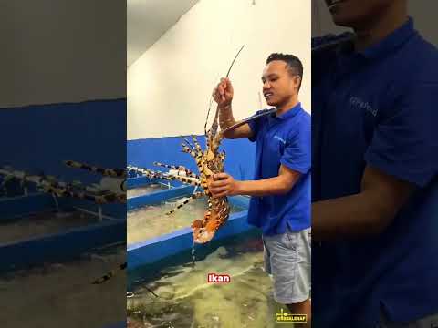 Video: Lobsters Jangan Mate untuk Kehidupan