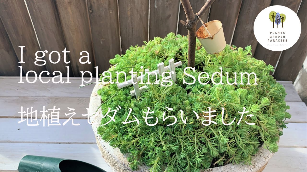 多肉植物 地植えセダムもらいました Succulent Plant Youtube