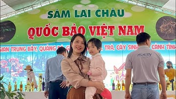 Sâm Ngọc Linh, sâm Lai Châu giá đầu nguồn từ 200k đến 50 triệu, tam thất hoang rừng lõi đen, lõi tím