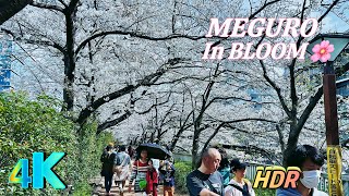 [4k HDR] Tokyo Meguro River Beautiful Cherry Blossom Walk🌸