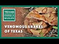 Venomous Snakes of Texas - Texas Parks and Wildlife [Official]