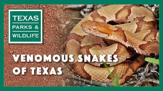 Venomous Snakes of Texas - Texas Parks and Wildlife [Official] thumbnail