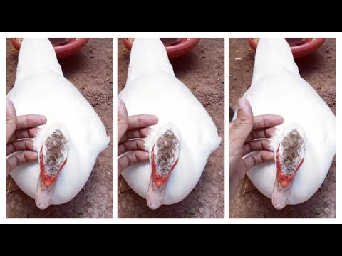 Vídeo: 3 maneiras de treinar patos
