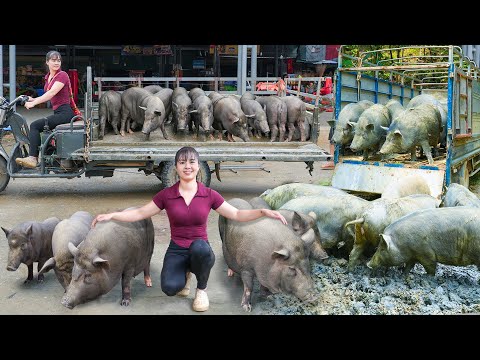 REWIND TIMALSPE 299 Days Raising Many Pigs Selling Many 120KG Pigs Buy Piglets To Raise