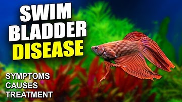 Swim Bladder Disease in Betta Fish: Symptoms, Causes & Treatment