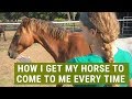 How I Get My Horse To Come To Me