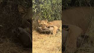 An epic scene to witness live #wildlife #nature #explore #lion #safari #fyp #animals #lifestyle