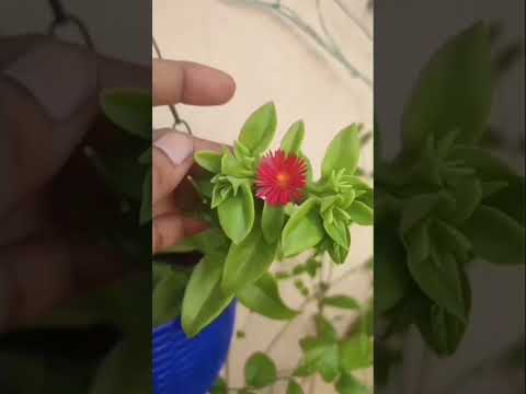 Hanging baskets కి చక్కగా set అయ్యే Baby Sunrose plant