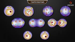 Centrosomes - Animated Cell Physiology