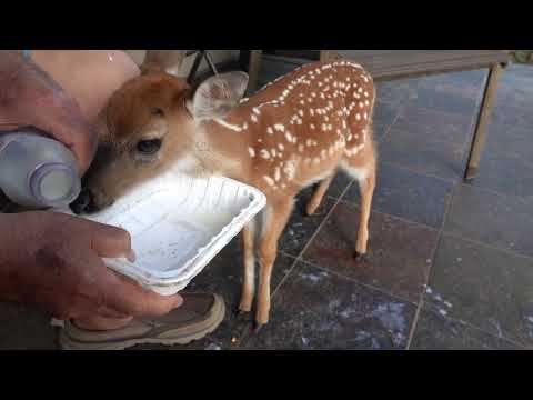 Bambi the Whitetail