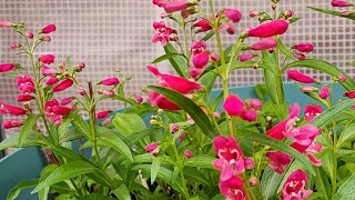 Flowers blooming, plants Need larger pots by Joanne's Hummers 95 views 1 month ago 12 minutes, 11 seconds