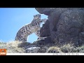 Snow Leopards in Western Mongolia