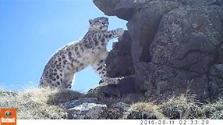 Snow Leopards in Western Mongolia