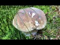 สามสาวเข้าป่า#มีแต่คนหมานๆๆ#เก็บเห็ดเผิ้งหวาน# Picking porcini mushrooms.9/9/21.