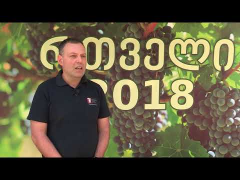 რთველი 2018:  ყურძნის ფასი და მიღების გრაფიკი