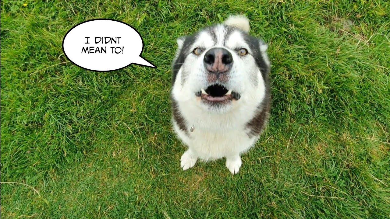 Very Excited dog won't Stay Quiet and sulks when told off YouTube