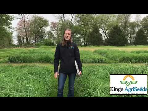 Video: What Is Orchardgrass - Lær om Orchardgrass dyrkningsbetingelser