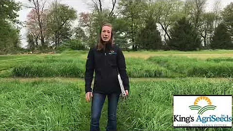 Early vs Late Maturing Orchardgrass