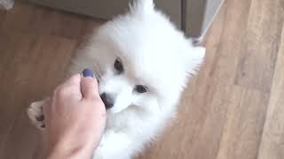 Puppy dances when he sees tasty food