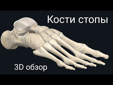 Кости стопы. Краткая анатомия в 3D. Остеология занятие #2.