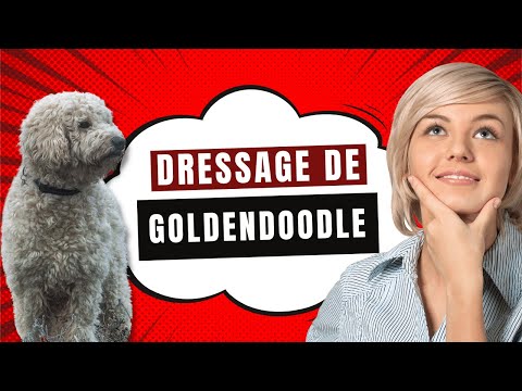 Vidéo: Comportement du chiot Goldendoodle