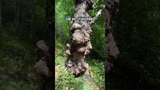 Download Lagu Wratten en al! #vreemd #natuur #wales #bomen #oud #interessant #trypofobie #griezelig #vreemd #on... MP3 Download Lagu Wratten en al! #vreemd #natuur #wales #bomen #oud #interessant #trypofobie #griezelig #vreemd #on... MP3