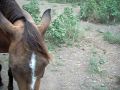 Ekolu, the best horse at Kualoa Ranch