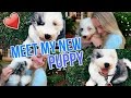 Getting My First Sheepadoodle Puppy!
