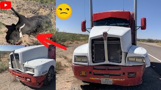 I crashed my truck with a cow!!! by Yael Rodriguez 9,412 views 3 years ago 5 minutes, 24 seconds