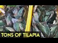 Harvesting Tilapia: Harvesting Tons of Tilapia in just one fish cage | Agribusiness How It Works