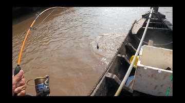 Cá ngát ăn liên tục Điểm câu có nhiều cá ngát |thành kiệt