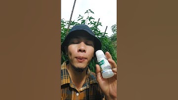 Mengatasi penyakit busuk phytopthora tanaman cabe #shorts #arispipit #tanamancabe