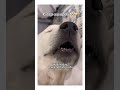 🐶Dogs can snore too🤫#shorts #puppy#dog #funnyanimals #cutedog