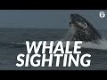 Whale encounter off New Jersey coast caught on video