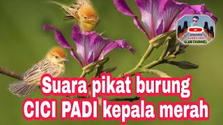 cici padi kepala merah#suara pikat  burung cici padi#masteran cici padi#