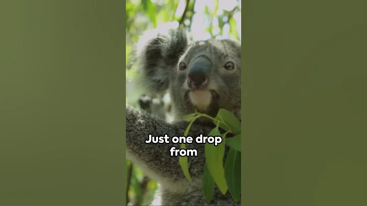 Australian drop bear