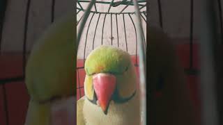 Han Ree Parrot Sounds Tota Ka Aawaaz 
