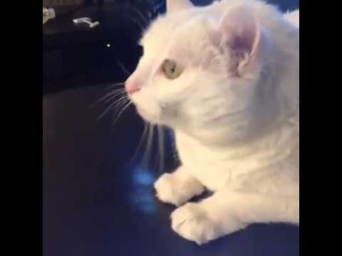 Top Vine Videos: What Is Love? *Cat Edition*