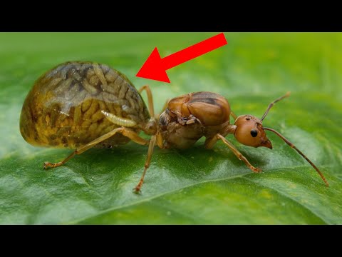 10 Most Terrifying Parasites That Control Their Victims