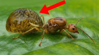 10 Most Terrifying Parasites That Control Their Victims