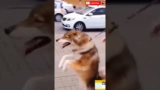 Because I'm Happy - Husky Mood 😂  I Funniest Moments Tv I #Shorts