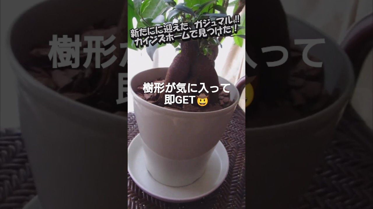 即GÈTした、ガジュマルを紹介＃ガジュマル＃観葉植物＃YouTubeshort