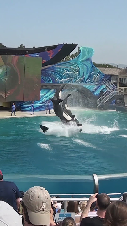 4 Orcas Jumping Together at SeaWorld CALIFORNIA #shorts #viral #travel #orca #jumping