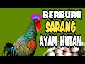 Cara Mencari  Sarang Ayam Hutan | Sarang Ayam Hutan Liar