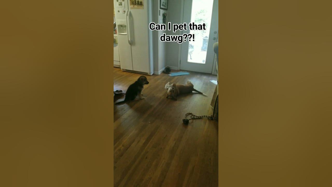 Can i pet that dawg youtube