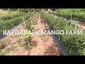 Intercropping chilli in high density mango plantation farm  raj gadade mango farm